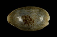 藏品(愛龍寶螺)的圖片